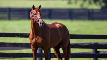 Todo un campeón: Nace el primer producto de Beholder en Gun Runner