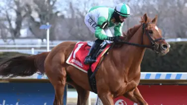 Sand Devil regresará para el Wood Memorial Stakes en Nueva York Sand Devil regresará para el Wood Memorial Stakes en Nueva York
