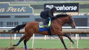 La flota de $4,5 millones de Bob Baffert están listo para la batalla La flota de $4,5 millones de Bob Baffert están listo para la batalla