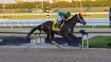 Irad Ortiz Jr. superar a Javier Castellano en esta estadística histórica de Gulfstream Park Irad Ortiz Jr. superar a Javier Castellano en esta estadística histórica de Gulfstream Park