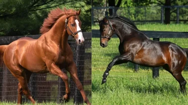 Justify / Scad Daddy