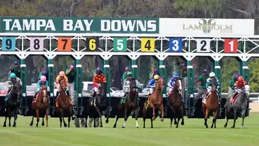Estos son los Top tips con el Best Best para la jornada en Tampa Bay Downs 26-3-2025 Estos son los Top tips con el Best Best para la jornada en Tampa Bay Downs 26-3-2025