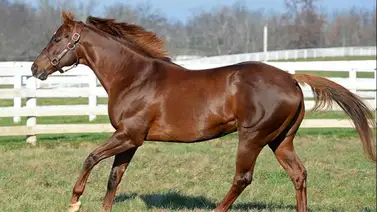 Entérate porque Smarty Jones impulsó el Arkansas Derby en el nuevo milenio Entérate porque Smarty Jones impulsó el Arkansas Derby en el nuevo milenio