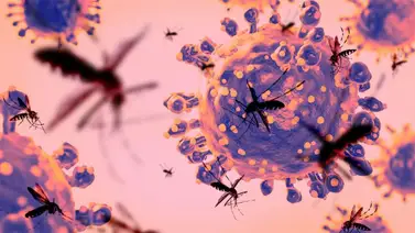 virus Oropouche virus Oropouche