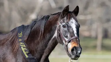 El purasangre de carreras más viejo de EE. UU. Celebra Su 39 Cumpleaños El purasangre de carreras más viejo de EE. UU. Celebra Su 39 Cumpleaños