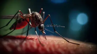 Alerta sanitaria: Primeros casos del virus Oropouche en Venezuela Alerta sanitaria: Primeros casos del virus Oropouche en Venezuela