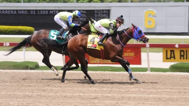 No te caigas con este ejemplar que ajustó cómodo y puede sorprender al grupo en carrera pareja