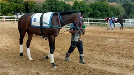 Retirada una de las favoritas de las no válidas en La Rinconada