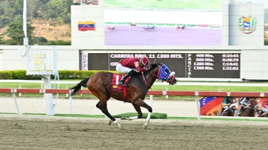 Mira el dato curioso de Combination uno de los fijos del 5y6 nacional para este domingo en La Rinconada 
