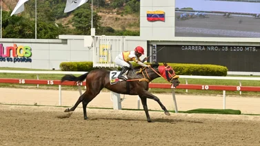 El ajuste cómodo: ¿Puede este Caballo ganar la carrera que todos desean?