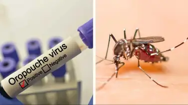 virus Oropouche virus Oropouche