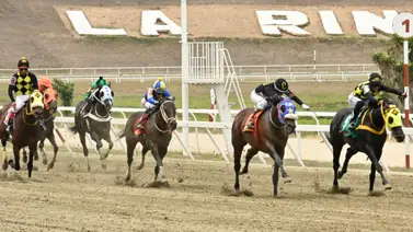 No te pierdas de este ejemplar que logró uno de los mejores ajustes y se perfila como el fijo irresistible para el juego del 5y6 No te pierdas de este ejemplar que logró uno de los mejores ajustes y se perfila como el fijo irresistible para el juego del 5y6