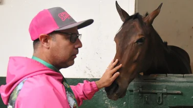 Conoce el ejemplar que gusta mucho en la cuadra de Luis Peraza para obtener victoria este domingo en La Rinconada  (+Video)