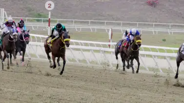 Con una apuesta segura de esta yegua logra el mejor ajuste y está lista para triunfar en el 5y6 de La Rinconada Con una apuesta segura de esta yegua logra el mejor ajuste y está lista para triunfar en el 5y6 de La Rinconada