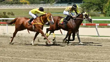 Así ajustó el dato de "los vivitos" para el 5y6 en La Rinconada Así ajustó el dato de "los vivitos" para el 5y6 en La Rinconada