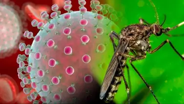 Virus Oropouche Venezuela Virus Oropouche Venezuela