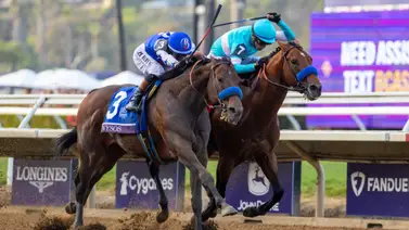 Nysos, ganador de la Breeders Cup Dirt Mile G1, se quedará en Ashford luego de finalizar su campaña pistera Nysos, ganador de la Breeders Cup Dirt Mile G1, se quedará en Ashford luego de finalizar su campaña pistera