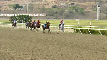 Pedigrí millonario: Producto de semental que generó más de $1 millón de dólares como purasangre debuta este domingo en La Rinconada Pedigrí millonario: Producto de semental que generó más de $1 millón de dólares como purasangre debuta este domingo en La Rinconada