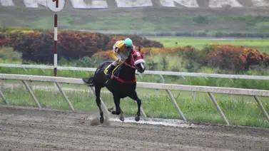 El príncipe de un múltiple campeón: Sale a la pista un nuevo producto de King Seraf a La Rinconada El príncipe de un múltiple campeón: Sale a la pista un nuevo producto de King Seraf a La Rinconada