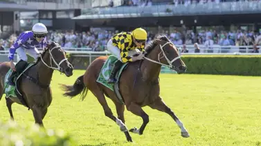 Perfecta 10-10: Autumn Glow iguala a la inmortal Black Caviar tras su victoria en el G1 Verry Elleegant en Australia Perfecta 10-10: Autumn Glow iguala a la inmortal Black Caviar tras su victoria en el G1 Verry Elleegant en Australia