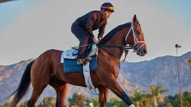 Journalism: Se prepara con bríos para su debut como ejemplar de cuatro años Journalism: Se prepara con bríos para su debut como ejemplar de cuatro años