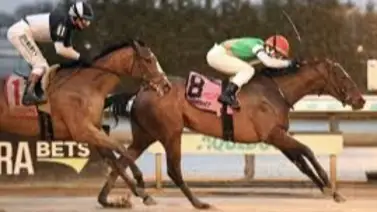 Tendrán que correrle: Galinda a defender su invicto en el Maddie May de 135,000 dólares en Aqueduct Tendrán que correrle: Galinda a defender su invicto en el Maddie May de 135,000 dólares en Aqueduct