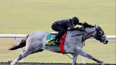 ¿El nuevo fenómeno? Un potro iguala la marca histórica de Brant en la Ocala Breeder's' Sale ¿El nuevo fenómeno? Un potro iguala la marca histórica de Brant en la Ocala Breeder's' Sale