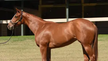 Hijos de sementales pocos conocidos sorprenden con tiempos estratosférico en la OBS de Ocala Hijos de sementales pocos conocidos sorprenden con tiempos estratosférico en la OBS de Ocala