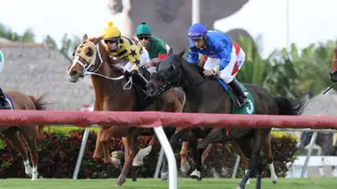 Guía de Gulfstream Park: Los mejores briseos y cambios de implementos para este sábado Guía de Gulfstream Park: Los mejores briseos y cambios de implementos para este sábado