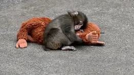 Punch vuelve a sufrir: Se viraliza video del monito y su peluche