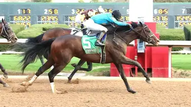 Lured Away: Un millonario con sello de la Breeders’ Cup debuta este domingo en Coche Lured Away: Un millonario con sello de la Breeders’ Cup debuta este domingo en Coche