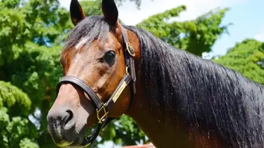 A 24 años del nacimiento de un líder: El impacto imborrable de Big Prairie en el turf nacional A 24 años del nacimiento de un líder: El impacto imborrable de Big Prairie en el turf nacional