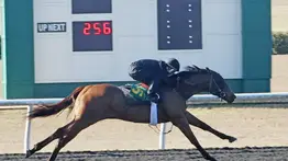 Récord en OBS: Subastan hijo de Nyquist en 2 millones de dólares tras brillar en la pista