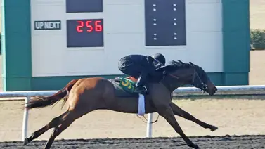Récord en OBS: Subastan hijo de Nyquist en 2 millones de dólares tras brillar en la pista Récord en OBS: Subastan hijo de Nyquist en 2 millones de dólares tras brillar en la pista