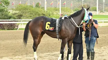 Tras un triunfo con crono de espanto: Yegua estrella ajusta de seda para el Clásico Eduardo Larrazabal (GIII) Tras un triunfo con crono de espanto: Yegua estrella ajusta de seda para el Clásico Eduardo Larrazabal (GIII)