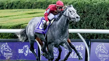 Luto en la cría: La campeona Caravel pierde su producto del semental Frankel Luto en la cría: La campeona Caravel pierde su producto del semental Frankel