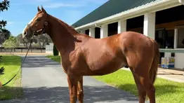 Dinastía de oro: El cuarto hijo de Puca y Good Magic ya tiene nombre