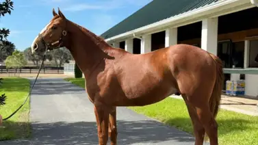 Dinastía de oro: El cuarto hijo de Puca y Good Magic ya tiene nombre Dinastía de oro: El cuarto hijo de Puca y Good Magic ya tiene nombre