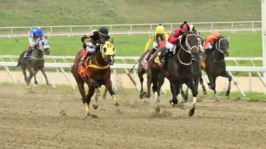 ¿Fin de la sequía? El ejemplar que suma 474 días sin ganar y el domingo es el favorito de la cátedra en la R12 ¿Fin de la sequía? El ejemplar que suma 474 días sin ganar y el domingo es el favorito de la cátedra en la R12