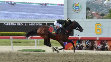 Special Element: El mejor importado del 2025 sopla cinco velas en la cima del éxito en La Rinconada Special Element: El mejor importado del 2025 sopla cinco velas en la cima del éxito en La Rinconada