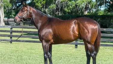 Gretzky the Great: Un campeón dosañero de clase mundial llega a la cría venezolana Gretzky the Great: Un campeón dosañero de clase mundial llega a la cría venezolana