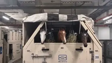 Protegen a purasangres en Qatar del conflicto en el Medio Oriente con esta medida Protegen a purasangres en Qatar del conflicto en el Medio Oriente con esta medida