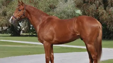 Un pariente cercano de la campeona Thorpedo Anna se estrena en el 5y6 de La Rinconada Un pariente cercano de la campeona Thorpedo Anna se estrena en el 5y6 de La Rinconada