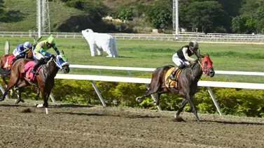Segunda oportunidad: La yegua de buen pedigrí que busca redención en La Rinconada Segunda oportunidad: La yegua de buen pedigrí que busca redención en La Rinconada