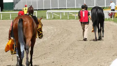 Baja en el 5y6: Una yegua debutante queda retirada de una de las válidas en La Rinconada Baja en el 5y6: Una yegua debutante queda retirada de una de las válidas en La Rinconada