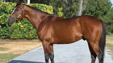 Refuerzo estelar para la cría nacional: El rendidor Bodexpress asume su rol de padrillo en Los Caracaros Refuerzo estelar para la cría nacional: El rendidor Bodexpress asume su rol de padrillo en Los Caracaros