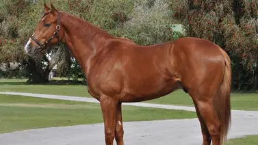 Emperifollado a prueba: Mira la impresionante estadística que debe superar para su debut en La Rinconada Emperifollado a prueba: Mira la impresionante estadística que debe superar para su debut en La Rinconada