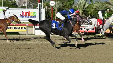 Conoce al ejemplar entrenado por el hermano de Greivis Vásquez que puede sorprender en la R13 de La Rinconada Conoce al ejemplar entrenado por el hermano de Greivis Vásquez que puede sorprender en la R13 de La Rinconada