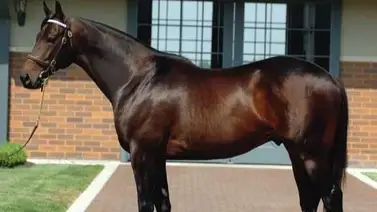 La huella eterna de un campeón: El impacto de Bernardini a 23 años de su origen La huella eterna de un campeón: El impacto de Bernardini a 23 años de su origen