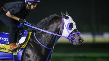 Bentornato reta a grandes velocistas del mundo en la Dubai Golden Shaheen (G1) Bentornato reta a grandes velocistas del mundo en la Dubai Golden Shaheen (G1)